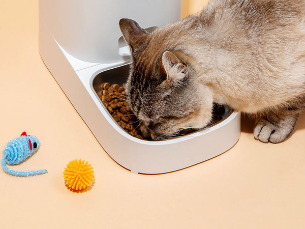 Pet's Best Life Must-Have Pet Products for Happy &amp; Healthy Pets